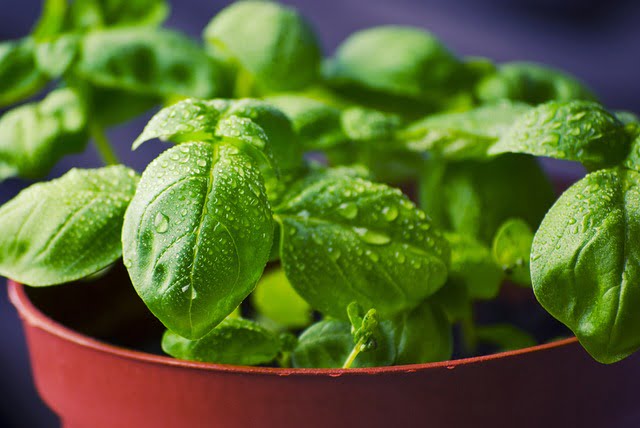 Cooking with Fresh Herbs: A Flavorful Guide